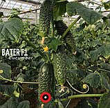 Батер F1 | Bater 500шт Огурец Самоопыляемый Семена Minami Seeds, фото 2