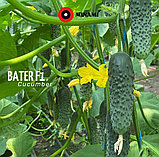 Батер F1 | Bater 500шт Огурец Самоопыляемый Семена Minami Seeds, фото 3