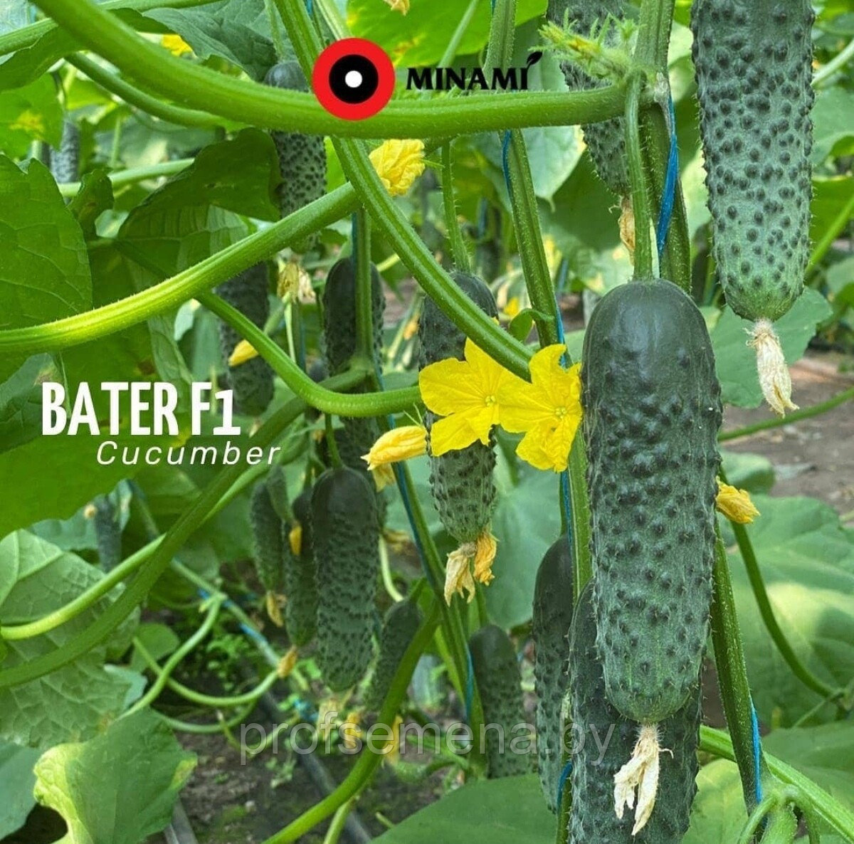 Батер F1 | Bater 500шт Огурец Самоопыляемый Семена Minami Seeds - фото 3 - id-p170832129