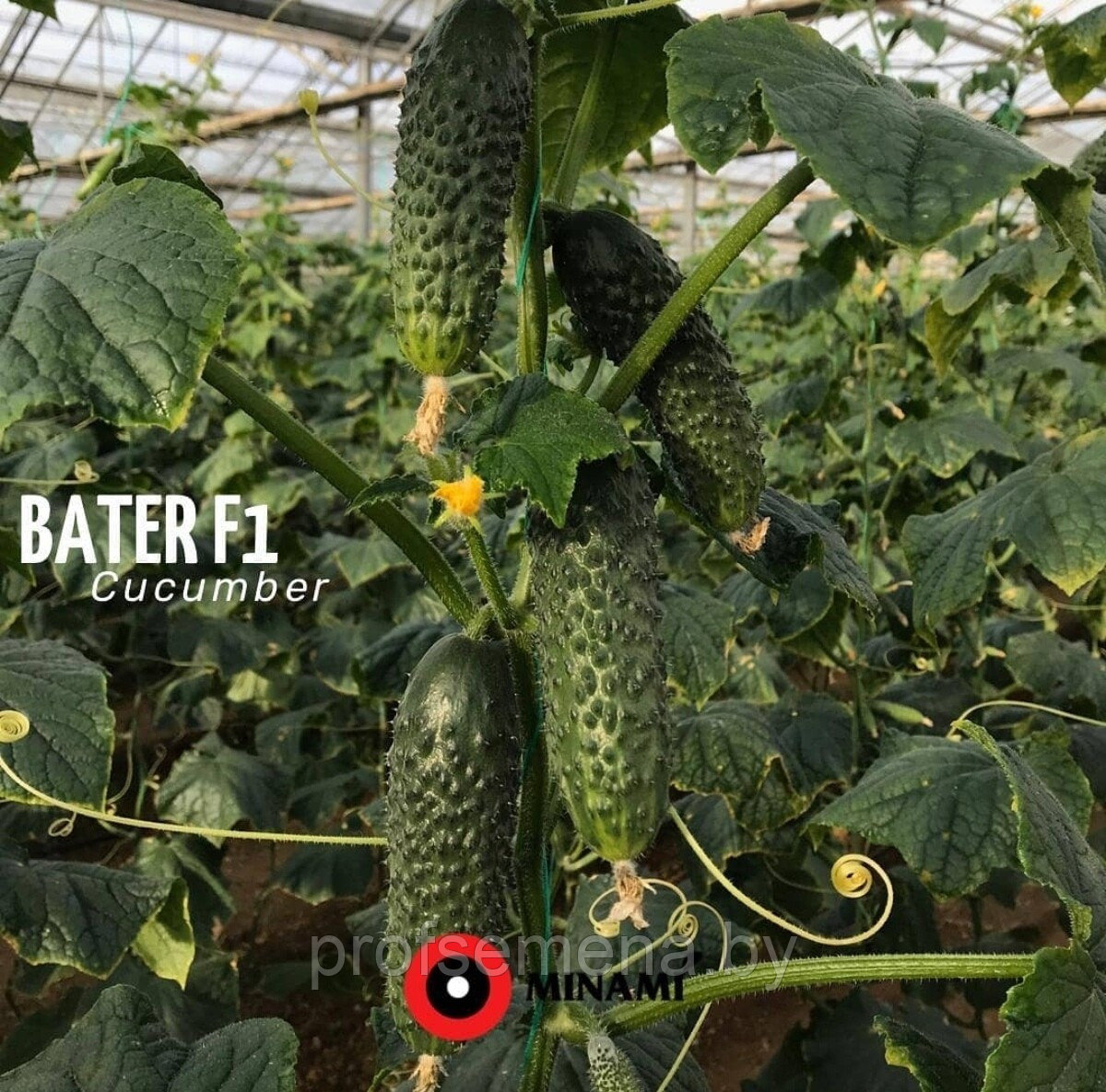 Огурец Батер F1, семена, 5 шт., Minami Seeds, (чп) - фото 2 - id-p170832141