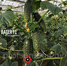 Огурец Батер F1, семена, 20 шт., Minami Seeds, (чп)