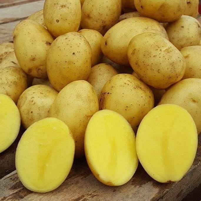 Картофель Гала, семенной
