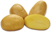 Картофель Джувел, семенной