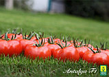 Томат Анталия F1, семена, 5 шт., Турция, (чп), фото 4