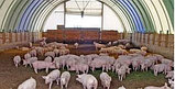 Тентовые свинарники, фото 5