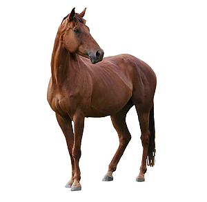 Животноводство