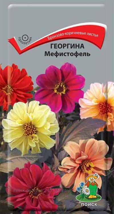 Георгина Мефистофель (0,2 г)