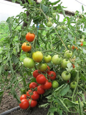 Томат Морозко F1