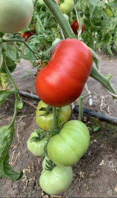 Томат Валдайский ранний