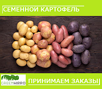 Принимаем предзаказы на семенной картофель