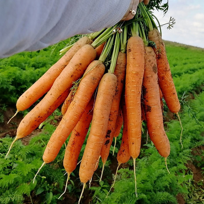 Морковь гибриды. Морковь КАРВОРА. Seminis (Семинис, Голландия). Сортотип Нантская. Морковь Нантская.
