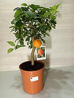 Цитрус Мандарин комнатный Limetta Rossa (гибрид мандарина и лайма) высота 60см D горшка 20см