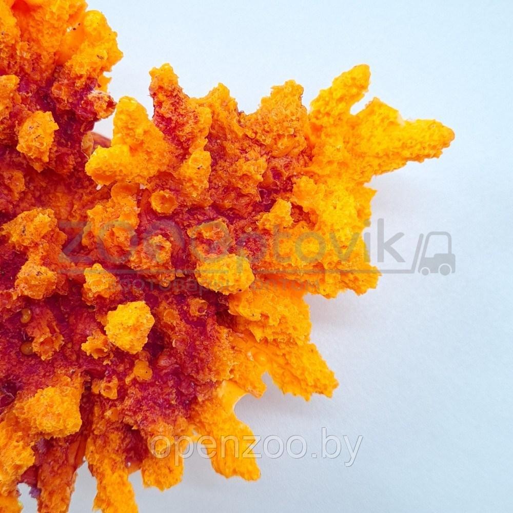ГротАква Коралл корона оранж акрил Кр-221 - фото 3 - id-p171524080