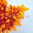 ГротАква Коралл корона оранж акрил Кр-221, фото 3