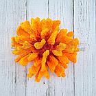 ГротАква Коралл брокколи оранжевый Кр-1521, фото 4