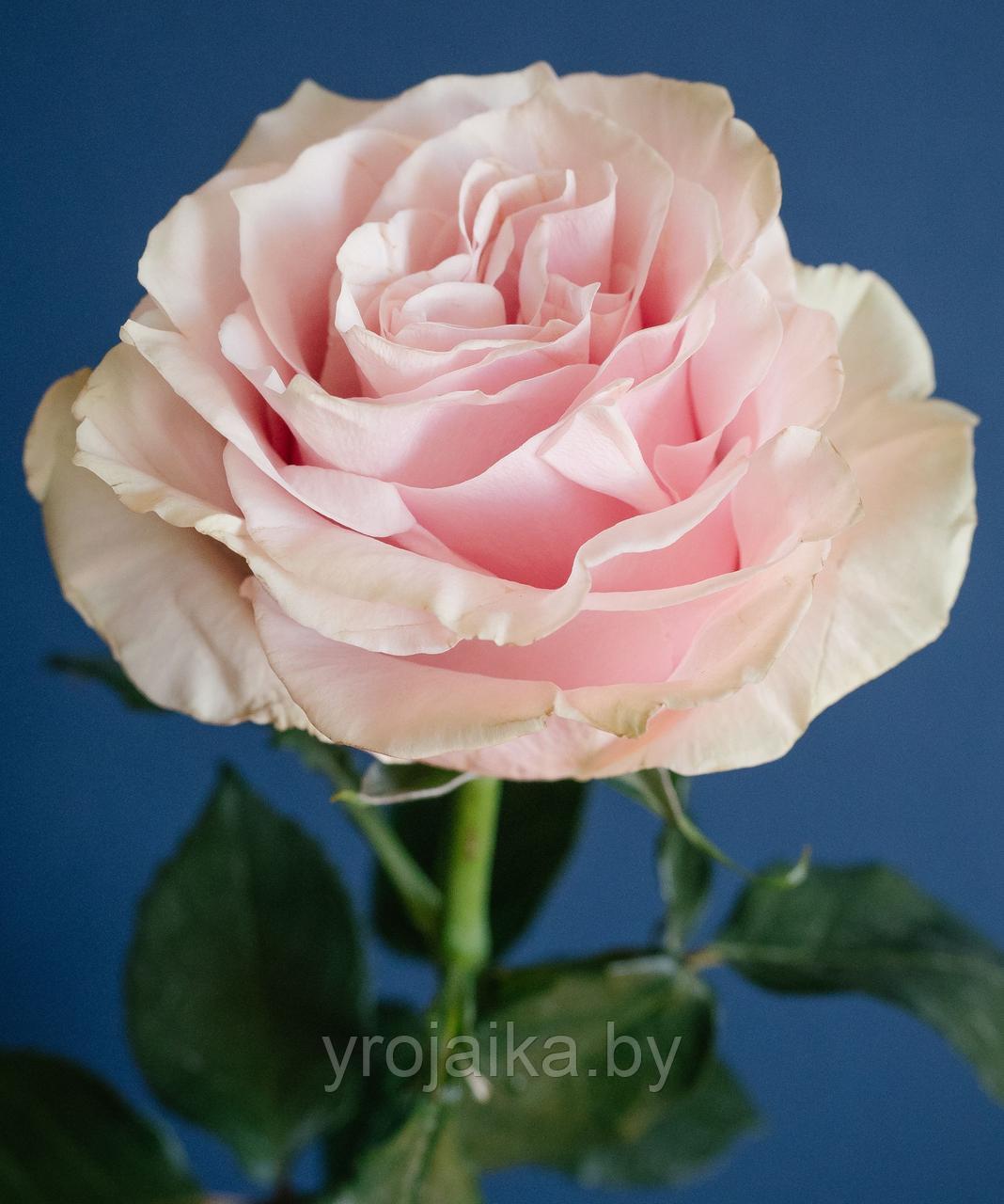 Роза сорт Pink Mondial - фото 2 - id-p171596142