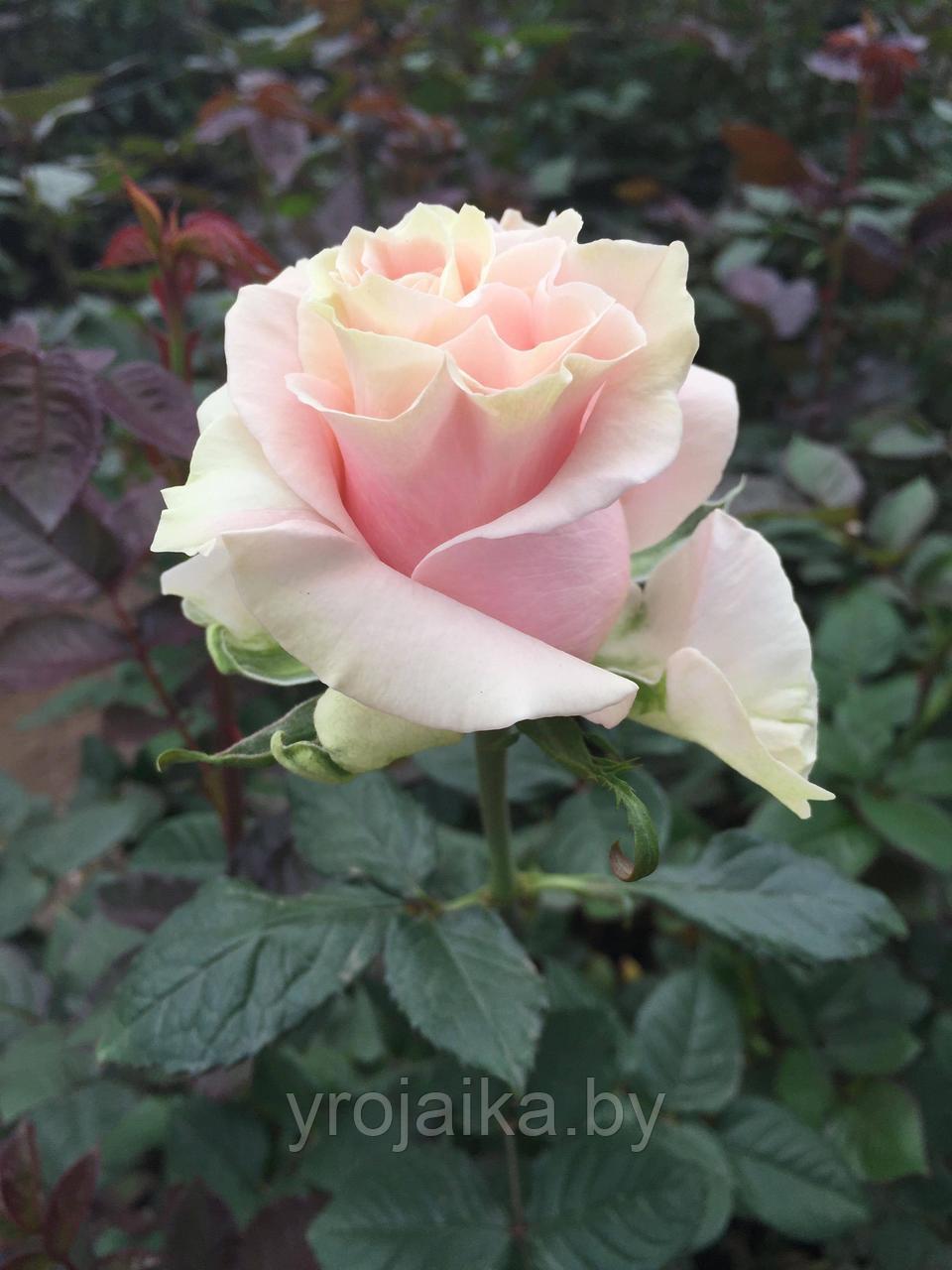 Роза сорт Pink Mondial - фото 1 - id-p171596142