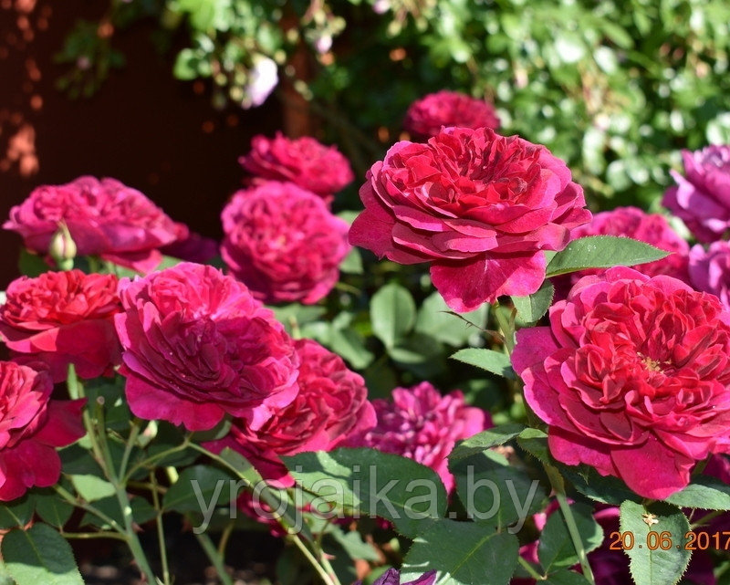 Роза Darcey Bussell - фото 2 - id-p171596346