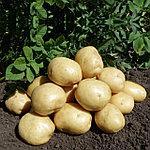 Выращивание картофеля - самый быстрый и надежный способ