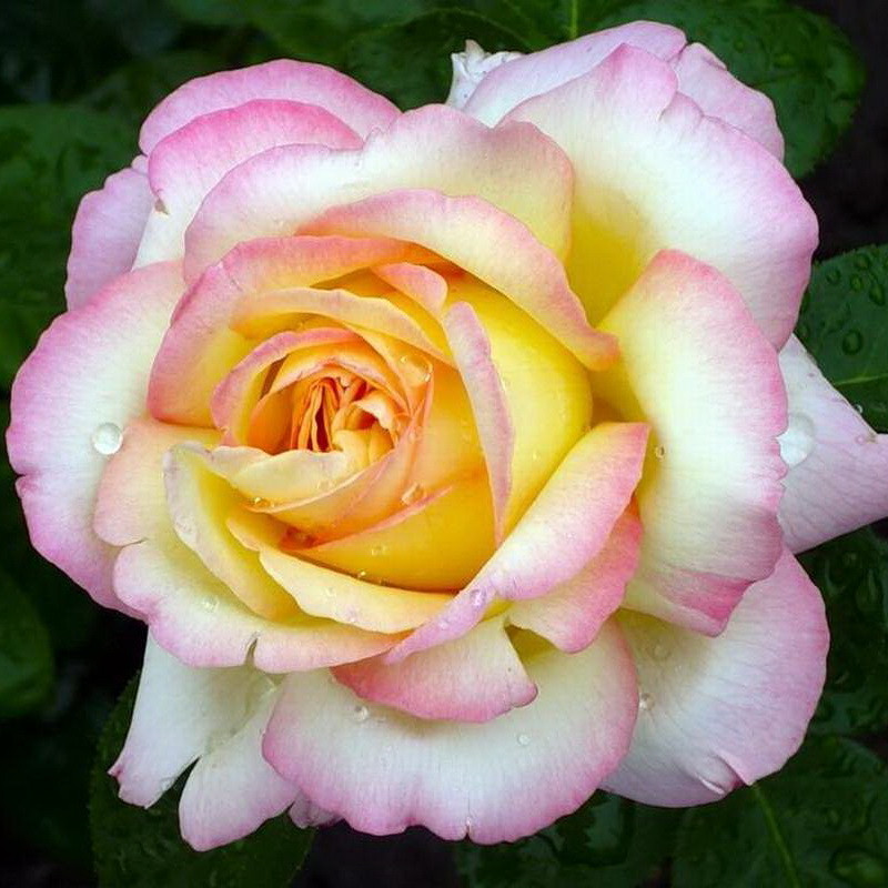 Роза чайно-гибридная "Глория Дей", С3 - фото 1 - id-p171602425