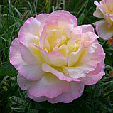 Роза чайно-гибридная "Глория Дей", С3, фото 2
