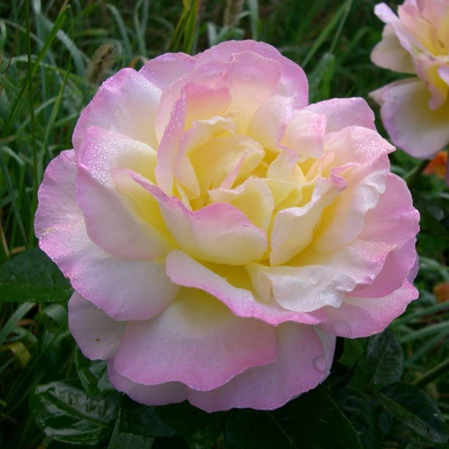 Роза чайно-гибридная "Глория Дей", С3 - фото 2 - id-p171602425