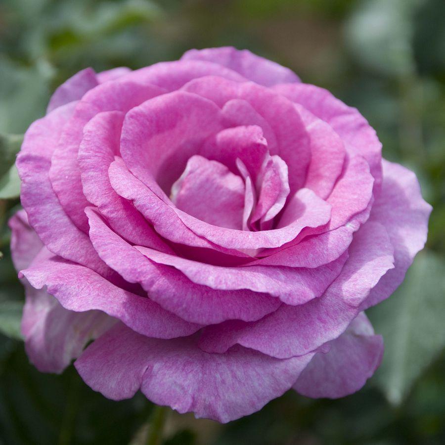 Роза чайно-гибридная "Виолет Парфюм", С3 - фото 1 - id-p171603255