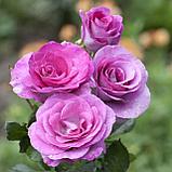 Роза чайно-гибридная "Виолет Парфюм", С3, фото 2