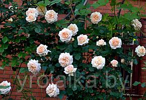 Плетистая роза Пенни Лейн, фото 2