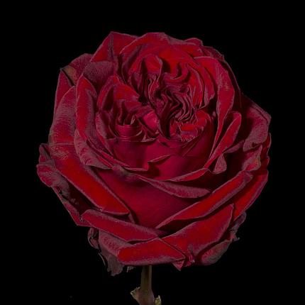 Роза Mayra's Red, фото 2