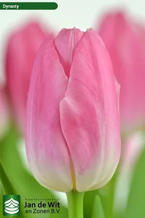 Тюльпан сорт Dynasty, фото 2