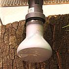 JBL JBL ReptilSpot HaloDym 42W - Галогеновая неодимовая лампа для освещения и обогрева террариума, 42 ватта, фото 2