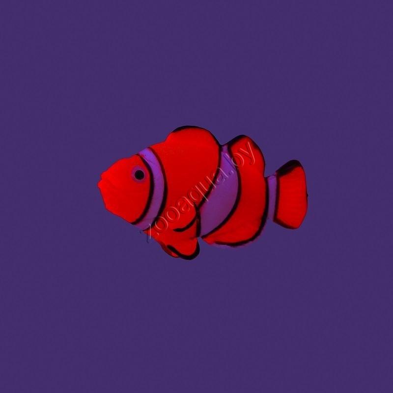 GL-268339 GLOXY Рыба клоун на леске, 7х2,5х4см Флуорисцентная аквариумная декорация - фото 2 - id-p121582867
