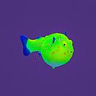 GL-268353 GLOXY Рыба шар на леске желтая, 8х5х5,5см Флуорисцентная аквариумная декорация, фото 2