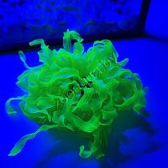Коралл силиконовый желтый 4.5х4.5х11см (SH132MY)