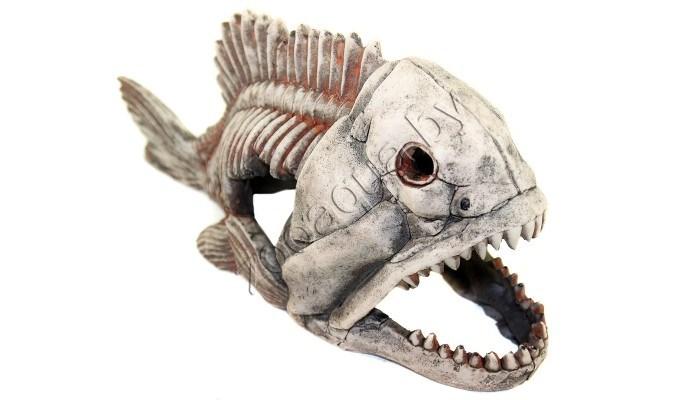 Deksi Скелет рыбы №904 - фото 1 - id-p121584816