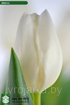 Тюльпан сорт Albatros, фото 2