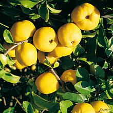 Айва японская (Chaenomeles japonica), Р9