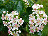 Рябина черноплодная (арония) (Aronia melanocarpa), С3, фото 2
