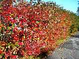 Рябина черноплодная (арония) (Aronia melanocarpa), С3, фото 3
