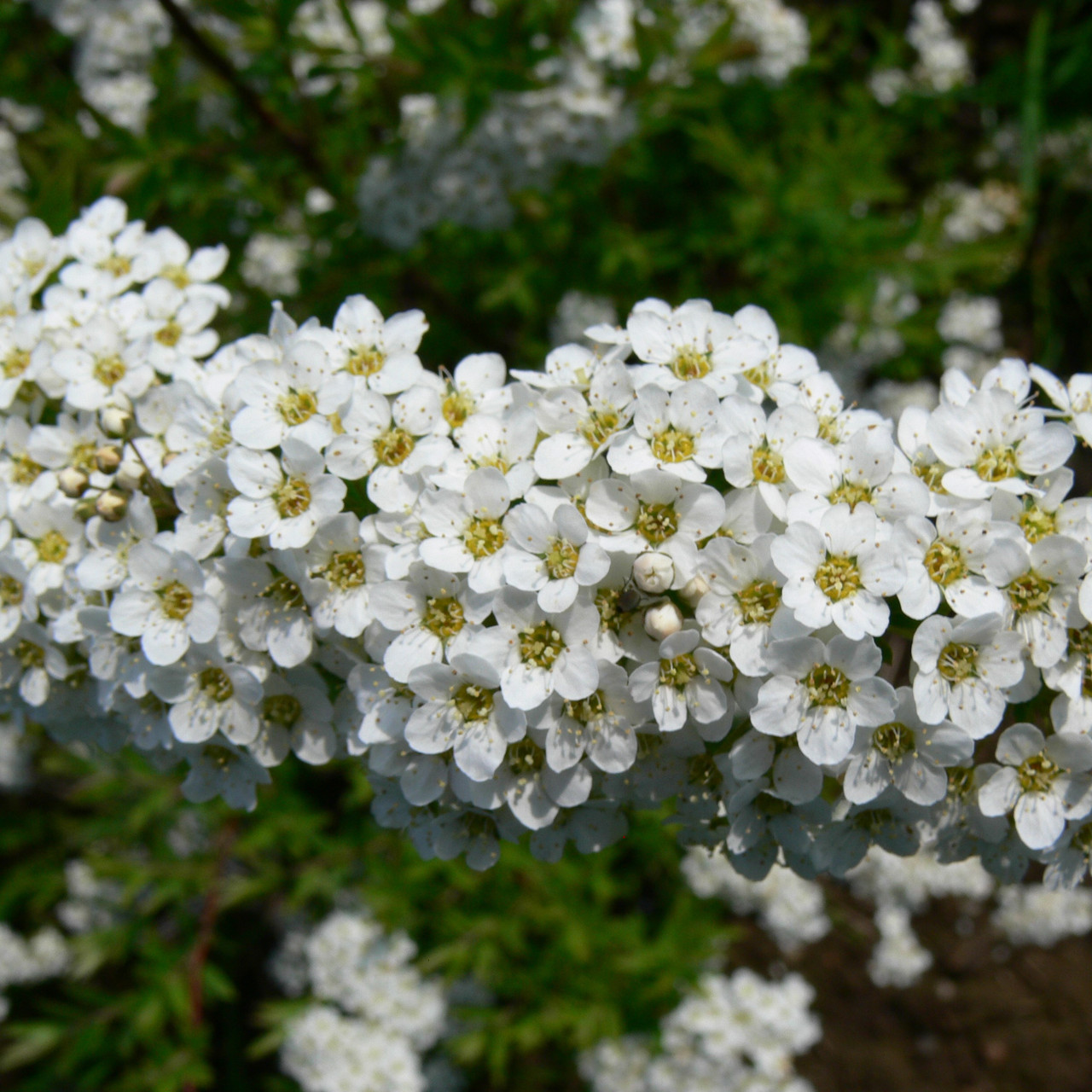 Спирея Вангутта (Spiraea Vanhouttei), С5