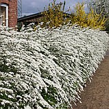 Спирея Вангутта (Spiraea Vanhouttei), С5, фото 2
