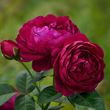 Роза ностальгическая  "Аскот" на штамбе