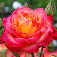 Роза чайно-гибридная "Алинка" на штамбе