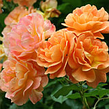 Роза плетистая "Вестерленд", С3, фото 2