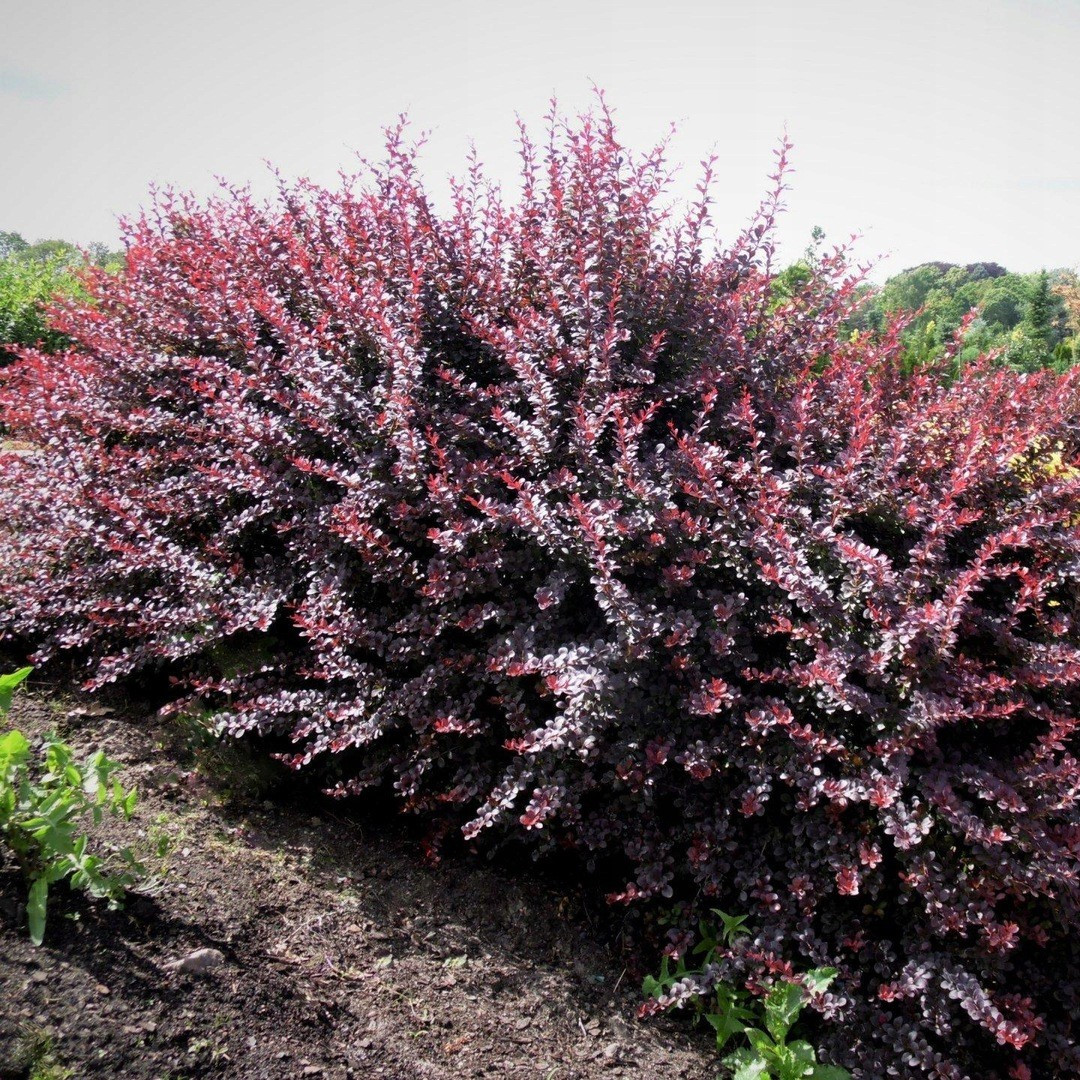 Барбарис Тунберга "Атропурпуреа" (Atropurpurea), С3