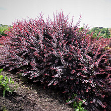 Барбарис Тунберга "Атропурпуреа" (Atropurpurea), С3
