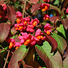 Бересклет европейский, С3