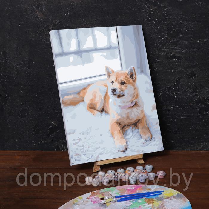 Картина по номерам на холсте с подрамником «Пёс на ковре», 40х30 см