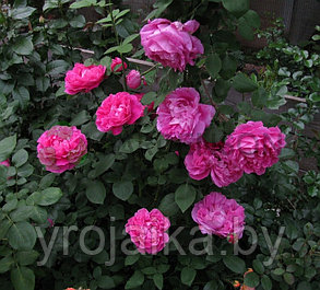 Английская роза Paul Neyron (Поль Нейрон), фото 2